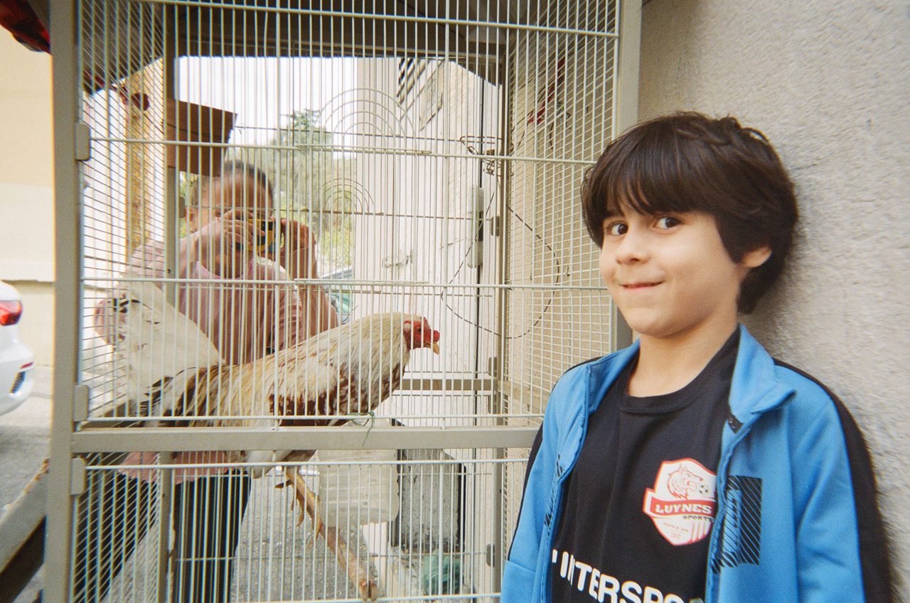ayoub et le coq de combat